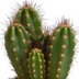 3er Cereus-Mischung 10,5 cm Topf - Vielfalt in Weiß Bild 5