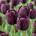 24x Triumph Tulpen 'Black' – Dunkel Lila Frühlingsblüher, Zwiebelgröße 11/12 Bild 1