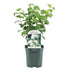 GreenboutiQ Mock Orange 'Snowbelle' - Fragrant white flowers, easy to care for Bild 2