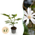 Magnolia stellata 'Sternmagnolie' - 3 Pflanzen - Weiße Blüte, pflegeleicht Bild 1
