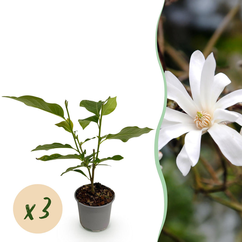 Magnolia stellata 'Sternmagnolie' - 3 Pflanzen - Weiße Blüte, pflegeleicht