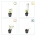 48x Salvia nem. 'Caradonna' - 10-25cm - Ø9cm Bild 4