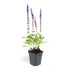Salvia nem. 'Ostfriesland' (10-25cm), pack of 6, 9cm pot Bild 2