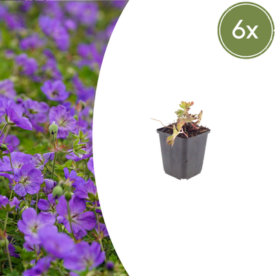 Geranium 'Azure Rush' im 6er-Pack (10-25cm, Ø9cm)