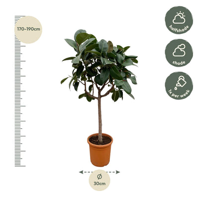 Ficus Elastica Robusta Stamm - 190cm, ø35cm