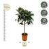 Ficus Elastica Robusta Stamm - 190cm, ø35cm Bild 2