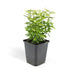 24x Euonymus 'Emerald 'n Gold' - 10-25cm, Ø9cm Bild 2
