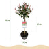 Photinia Carre Rouge auf Stamm - Immergrün, winterhart, 90cm Bild 3