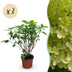3x Hydrangea Limelight, Schneeballhortensie, winterhart, 20-30cm Bild 1