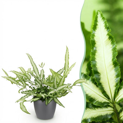 Green boutiQ Pteris cretica Albolineata Schwertfarn, Topf 12cm, H 20cm