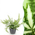 Green boutiQ Pteris cretica Albolineata Schwertfarn, Topf 12cm, H 20cm Bild 1