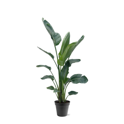 Strelitzia Nicolai XXL: Weißer Paradiesvogel, 190-225 cm