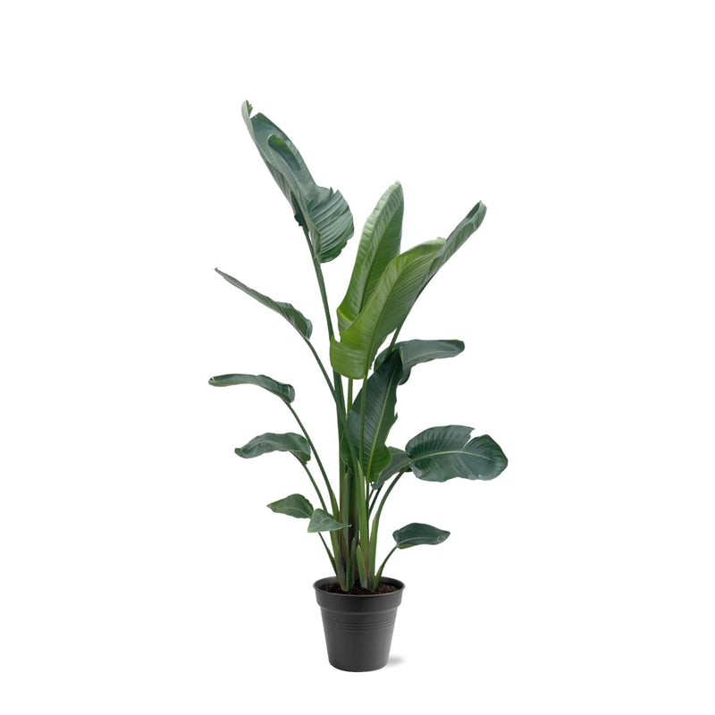 Strelitzia Nicolai XXL: Weißer Paradiesvogel, 190-225 cm