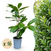 Green boutiQ - 16x Prunus laur. Rotundifolia - Lorbeer-Kirsche - Heckenpflanzen - Immergrün - Grün - Topf 9cm - Höhe 25-35cm Bild 1