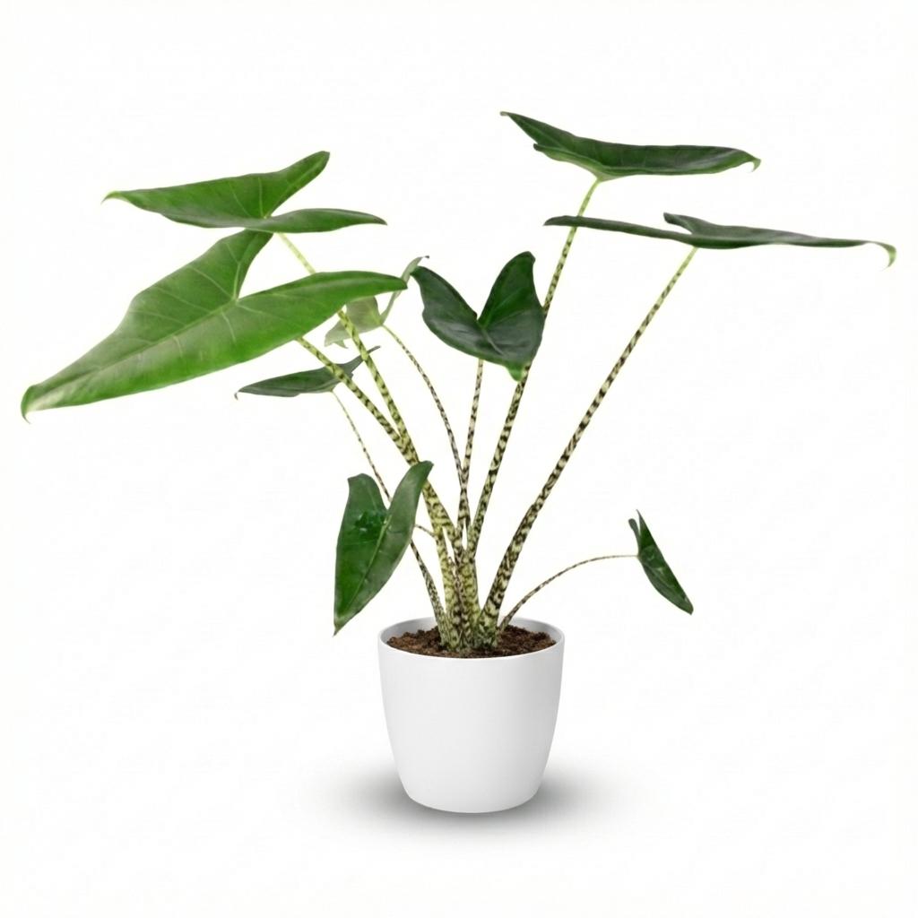 Green boutiQ - Zimmerpflanze - Elefantenohr - Alocasia Zebrina - Grün - Pflegeleicht - 1 Pflanze - Topf 21 cm - Höhe 70 - 75 cm