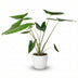Alocasia Zebrina Elefantenohr Zimmerpflanze, 70-75 cm, Topf 21 cm Bild 1