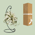 Tillandsia King Xero Air Plant, Ø12cm, height 23cm Bild 4