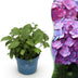Hydrangea Endless Summer Love Purple - Winterharte Hortensie (1 Pflanze, Topf 14cm) Bild 1