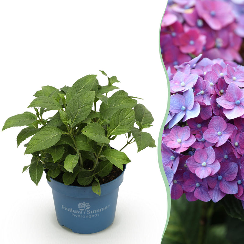 Hydrangea Endless Summer Love Purple - Winterharte Hortensie (1 Pflanze, Topf 14cm)