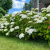 GreenboutiQ - Hortensie - Hydrangea macrophylla Weiß - Blüte Weiß  - 3 Pflanzen - 1 m2 - Laubabwerfend - Wenig Pflege - Topf 17cm Höhe 30cm Bild 2