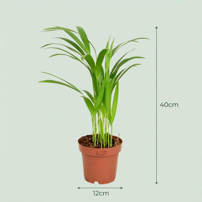 Areca Dypsis Lutescens Goldfruchtpalme - Ø 12 cm, Höhe 40 cm