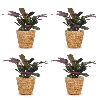 Green boutiQ - Ctenanthe Burle Marxii - Fischgräten-Gebetspflanze - 4 Pflanzen - mit Korb - Topf 12cm - Höhe 30cm