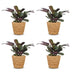 Green boutiQ - Ctenanthe Burle Marxii - Fischgräten-Gebetspflanze - 4 Pflanzen - mit Korb - Topf 12cm - Höhe 30cm Bild 2