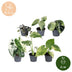 6x Baby Variegata Mix: Tropische Raritäten im Ø6cm Topf Bild 5