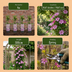 4x Clematis Hagley Hybrid - Waldrebe Hagley Hybrid - Rosa - Kletterpflanze - Ø9cm - ↕35cm Bild 5