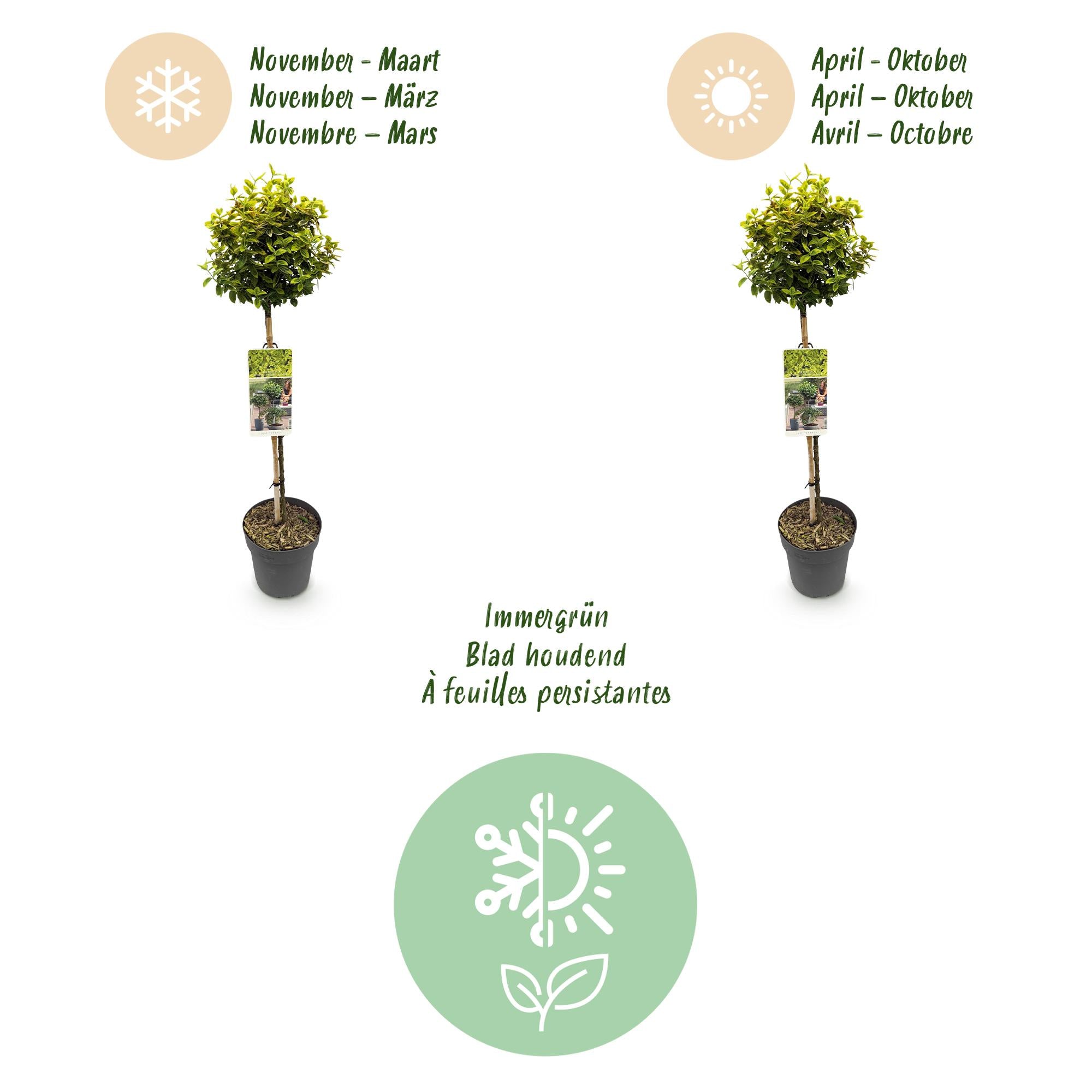 GreenboutiQ - Stamm Pflanze - Euonymus fortunei Emerald n Gold - Terrassen Pflanze - Immergrün - Winterhart - Grün-Gelbe Blätter - Topf 19cm Höhe 90cm