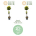 GreenboutiQ Euonymus fortunei 'Emerald n Gold' Stamm 90cm Bild 4