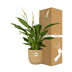 Spathiphyllum Friedenslilie im ELHO Vibes Fold Topf 14 cm gelb Bild 4