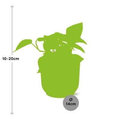 Epipremnum Pinnatum Golden Pothos in Topf ELHO 14cm gelb