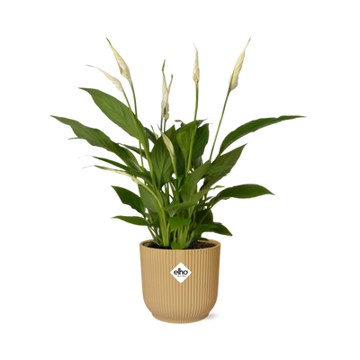 Spathiphyllum Friedenslilie im ELHO Vibes Fold Topf 14 cm gelb