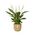Spathiphyllum Friedenslilie im ELHO Vibes Fold Topf 14 cm gelb Bild 1