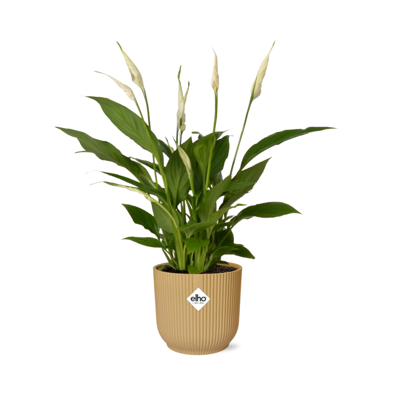 Spathiphyllum Friedenslilie im ELHO Vibes Fold Topf 14 cm gelb