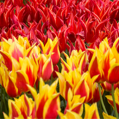 Tulip Bulbs Fire Wings – 20 Pieces | KH Bloembollen® | Red-Yellow Flamed Tulip – Fiery & Eye-catching – For Garden or Pot – Size 11/12 – Fresh from the Grower