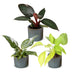 3x Baby Philodendron Tricolour - Zimmerpflanzen Set (Ø6cm) Bild 2
