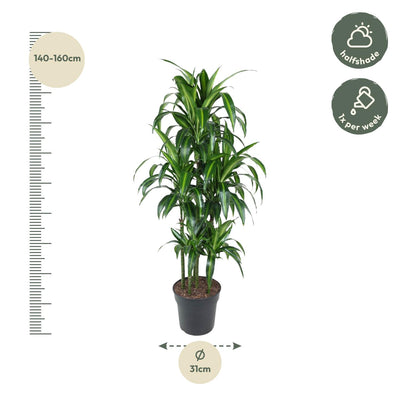 Dracaena Hawaiiana Carrousel 150 cm - Dekorative Zimmerpflanze für Ihr Zuhause