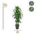 Dracaena Hawaiiana Carrousel 150 cm - Dekorative Zimmerpflanze für Ihr Zuhause Bild 2