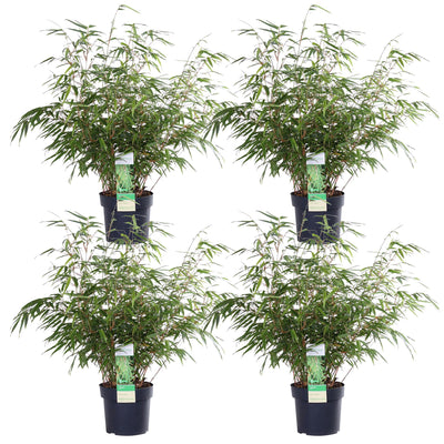 Fargesia rufa Bambus, 60cm hoch, Ø19cm Topf – Kompakt & pflegeleicht