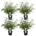 Fargesia rufa Bamboo, 60cm high, Ø19cm pot – Compact & easy to care for Bild 1