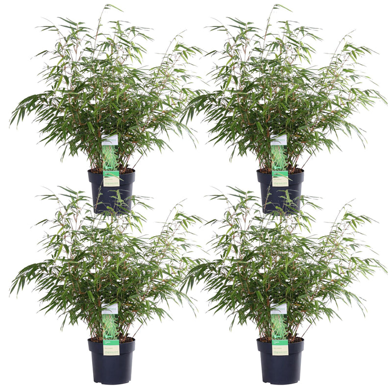 Fargesia rufa Bamboo, 60cm high, Ø19cm pot – Compact & easy to care for