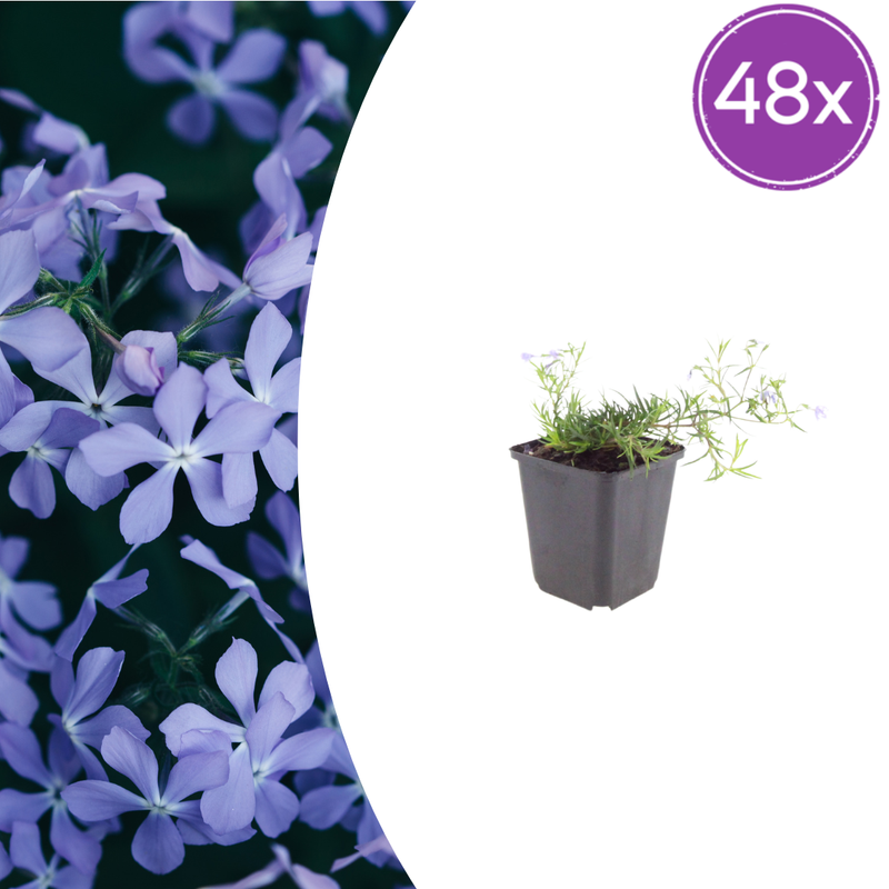48x Phlox 'Emerald Cushion Blue' (10-25cm, Ø9cm Topf) - Bodendecker