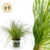 Green boutiQ: 4 Cat Grass Plants Mix, Pot 12cm, Height 28-30cm Bild 1