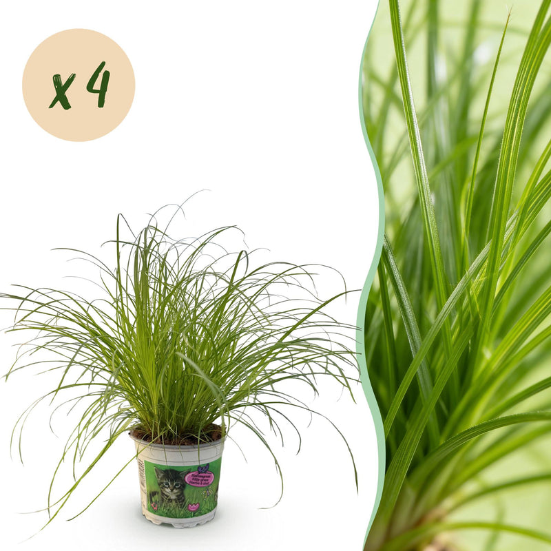 Green boutiQ: 4 Cat Grass Plants Mix, Pot 12cm, Height 28-30cm