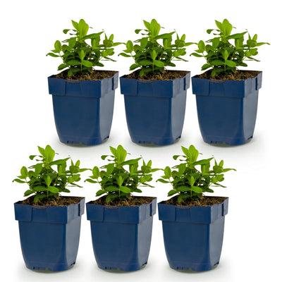 Green boutiQ - Perennials - Hypericum calycinum - St. John's Wort - Attracts Bees and Butterflies - Yellow - 6 Plants - Pot 11cm - Height 15-25cm