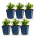 Green boutiQ - Perennials - Hypericum calycinum - St. John's Wort - Attracts Bees and Butterflies - Yellow - 6 Plants - Pot 11cm - Height 15-25cm Bild 2