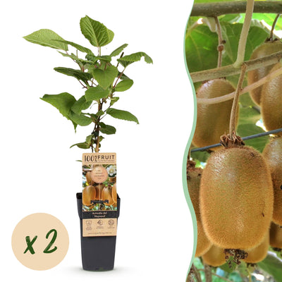 2 Kiwi Pflanzen (Actinidia deliciosa Hayward) weiblich, 50cm