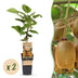 2 Kiwi Pflanzen (Actinidia deliciosa Hayward) weiblich, 50cm Bild 1